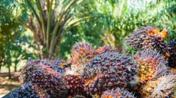 Harga Referensi CPO November 2025 Naik Tipis, Cek Bea Keluar dan Pungutan Ekspor Terbaru