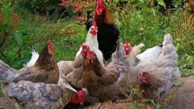 Jabar Antisipasi Kenaikan Harga Ayam dan Telur Dampak MBG