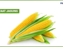 Wajib Tahu, Ini Lima Manfaat Makan Jagung Bagi Kesehatan